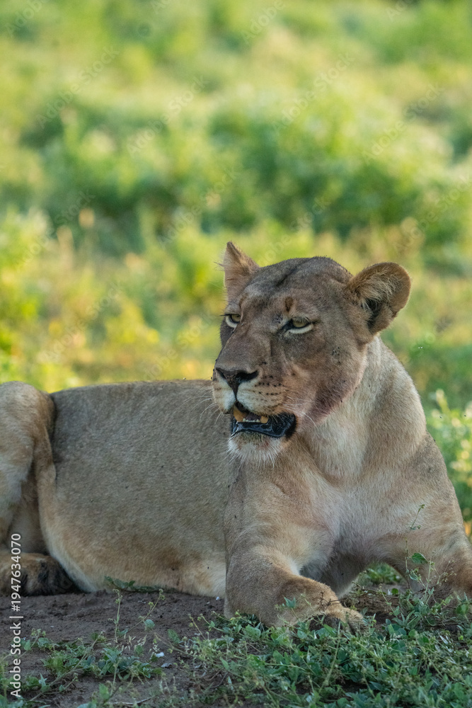 Fototapeta premium Lioness lying on top of a termite mound during green summer, Mashatu Game Reserve. 