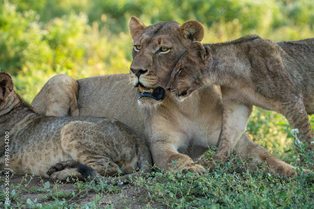Fototapeta premium Lion cub greeting and head rubbing its mother, Mashatu Game Reserve. 