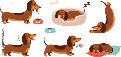 Cute Dachshund Dog Daily Activities Collection with Eating, Sleeping, Playing and Stretching Cartoon Pet Illustration SetCute DachCollection with Eating, Sleeping, Playing and Stretching Cat