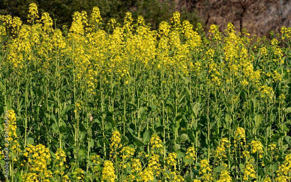 Obraz premium field of yellow flowers