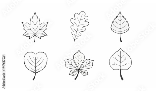 Tree leaves outline contour icon collection black white botanical vector
