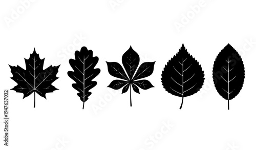 Black and white tree leaves silhouette set botanical vector illustration isolated