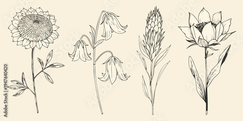 Vintage botanical illustration of various wildflowers and delicate floral arrangements