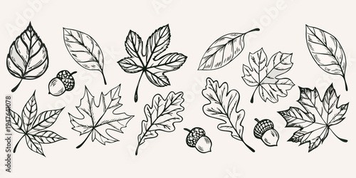 A collection of delicately drawn leaves and acorns in black and white