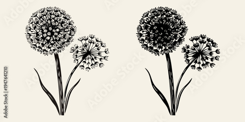 Detailed botanical illustration of allium flowers in black and white