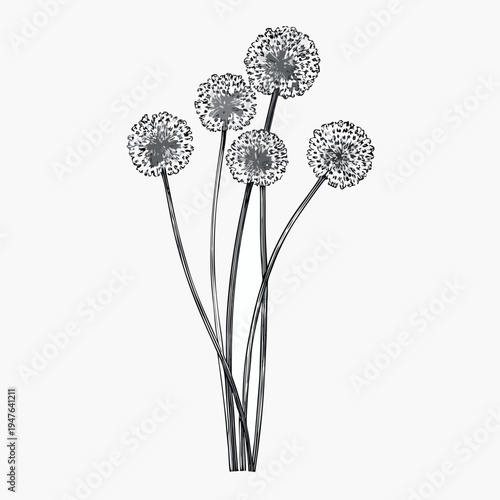 A delicate sketch of five dandelion seed heads on slender stems
