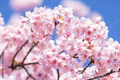 澄み渡る青空に広がる満開の河津桜