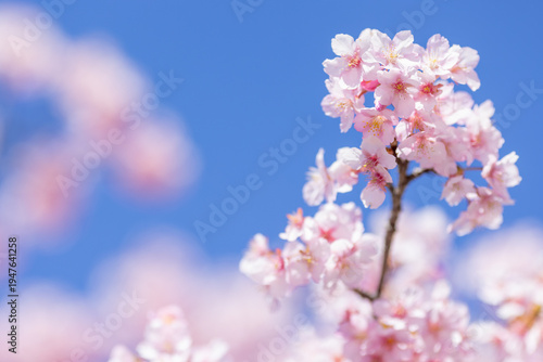 抜けるような青空と満開の河津桜、春の訪れを感じるコピースペース