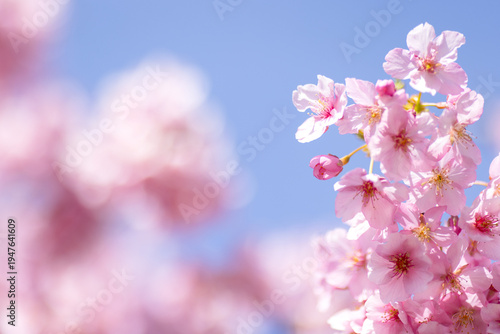 鮮やかな青空と満開の河津桜、左側に広いコピースペース