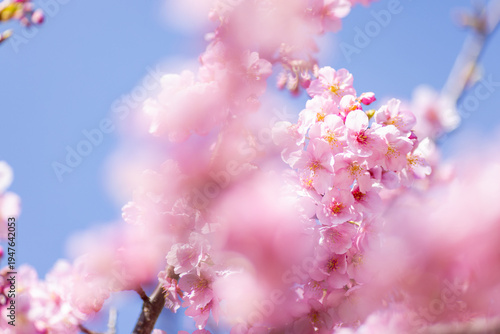 青空に映える満開の河津桜と美しいピンクの前ボケ