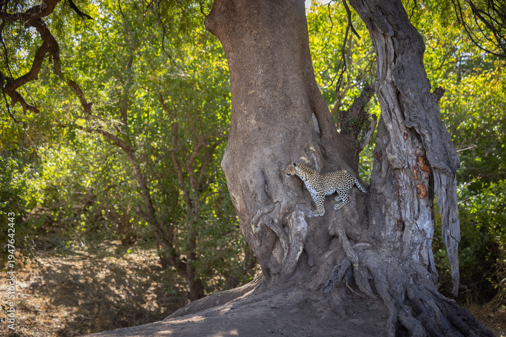 Obraz premium Young leopard perched at the base of a massive tree trunk