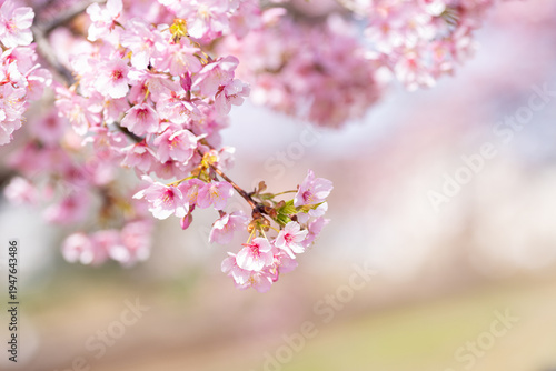 満開に咲き誇る河津桜と柔らかな春の光の背景