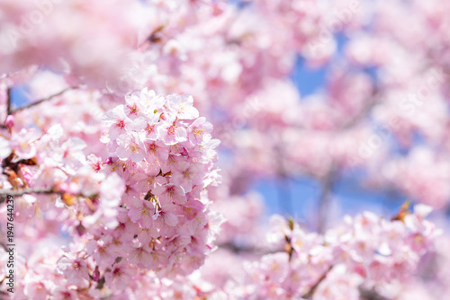 青空を背に咲き誇る満開の河津桜のクラスター