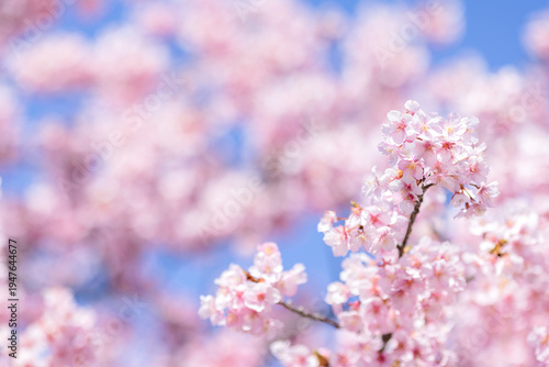 満開の河津桜が咲き誇る春の風景と青空