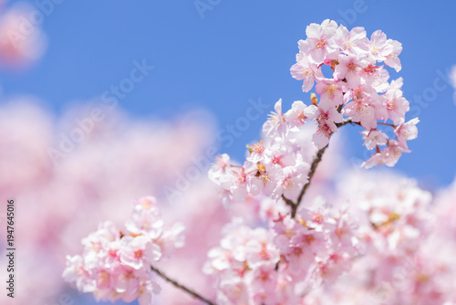 青空に映える満開の河津桜と春の柔らかな光