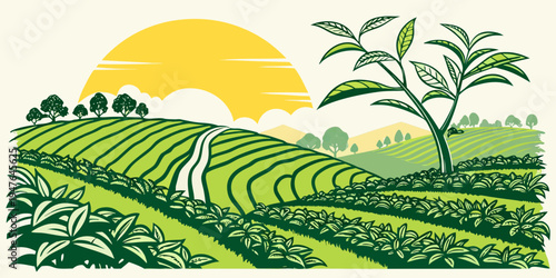 A green tea plantation at sunrise Vector