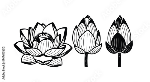 Black and white illustration of lotus flower buds in various stages