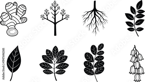 Botanical plant elements icon set with ginger root tree branches roots leaves and flowers silhouette vector illustration collection for nature