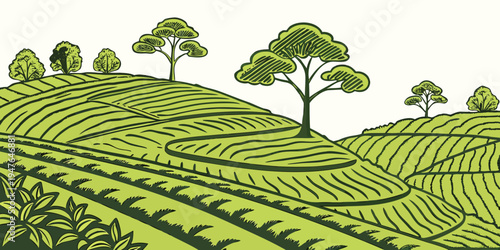 Tea plantation on a green hillside with trees Vector