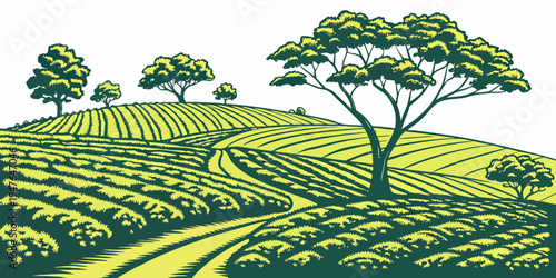 A green tea plantation with trees on a hill Vector