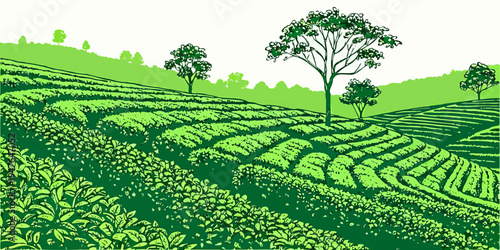A green tea plantation with trees on a hill Vector