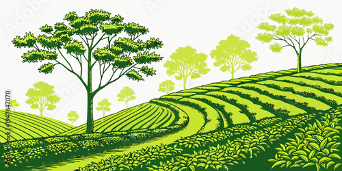 A green tea plantation with trees on a hillside Vector