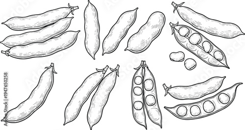 Pea pods and green peas hand drawn outline vector illustration set with whole pods opened pods and seeds botanical food collection