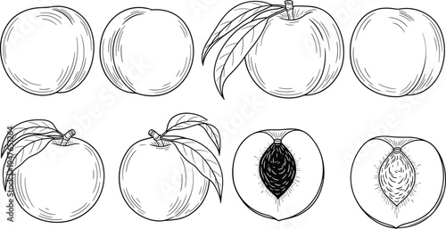 Peach fruit outline illustration set with whole peach leaves and cut peach showing pit hand drawn line art vector collection