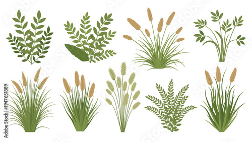 Comprehensive collection of various wild grasses weeds and meadow plants displaying different heights and seed head structures.