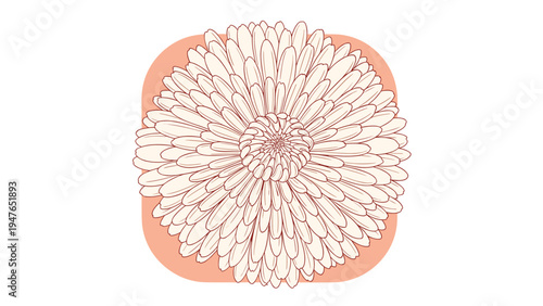 Top down view of a large exquisite white flower with many layered petals against a soft peach square background for artistic design.
