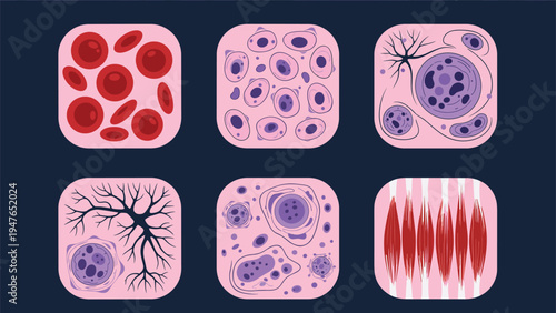 Collection of six different human cell types including blood cells and neurons are shown in detailed microscopic view square frames.