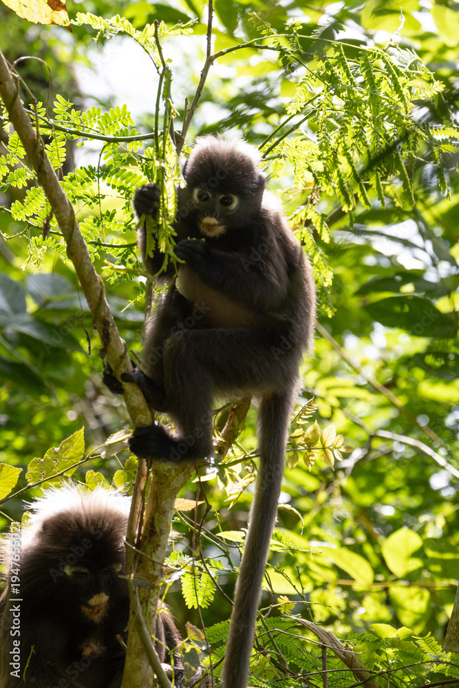 Fototapeta premium Cute Dusky Leaf Monkey, the spectacled langur or the spectacled leaf monkey eating a leaf in Penang hill 