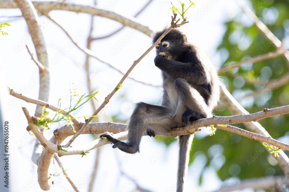 Fototapeta premium Cute Dusky Leaf Monkey, the spectacled langur or the spectacled leaf monkey eating a leaf in Penang hill 