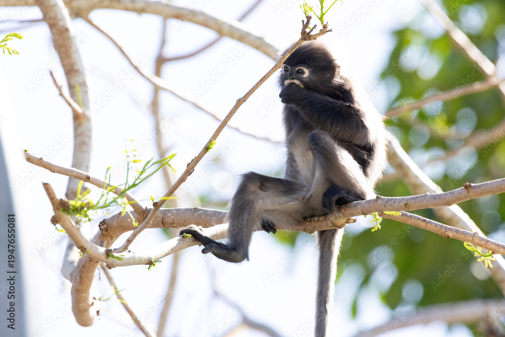 Fototapeta premium Cute Dusky Leaf Monkey, the spectacled langur or the spectacled leaf monkey eating a leaf in Penang hill 