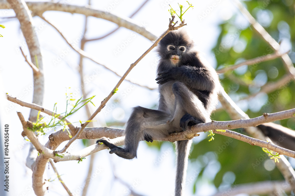 Fototapeta premium Cute Dusky Leaf Monkey, the spectacled langur or the spectacled leaf monkey eating a leaf in Penang hill 