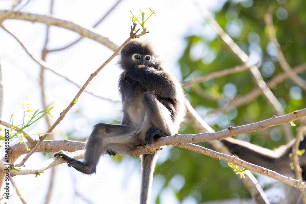 Fototapeta premium Cute Dusky Leaf Monkey, the spectacled langur or the spectacled leaf monkey eating a leaf in Penang hill 