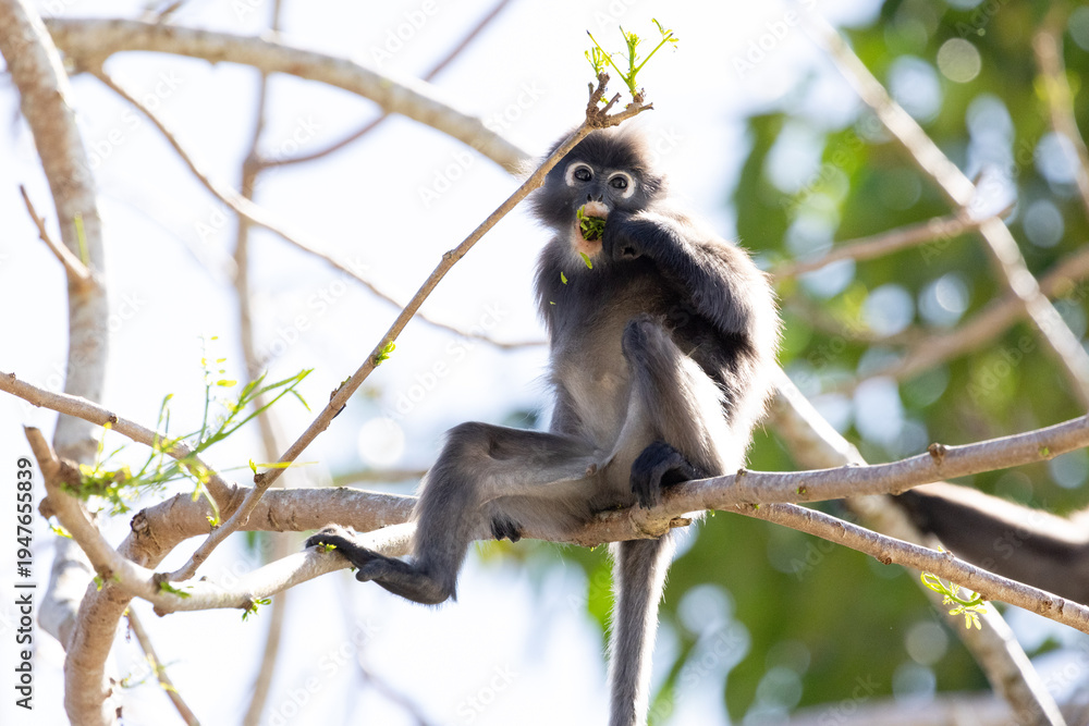 Fototapeta premium Cute Dusky Leaf Monkey, the spectacled langur or the spectacled leaf monkey eating a leaf in Penang hill 