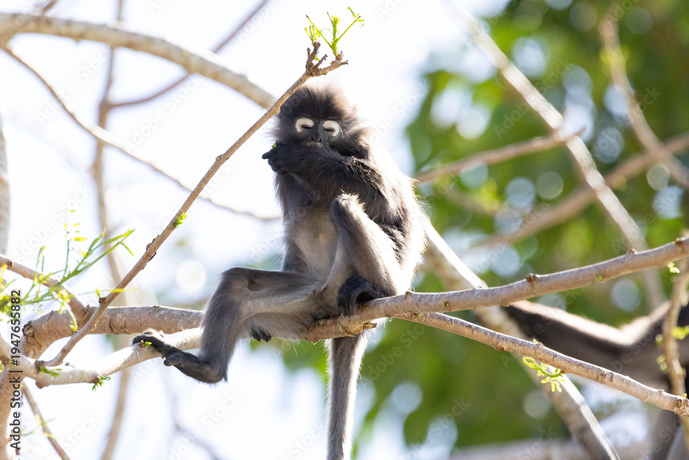 Fototapeta premium Cute Dusky Leaf Monkey, the spectacled langur or the spectacled leaf monkey eating a leaf in Penang hill 