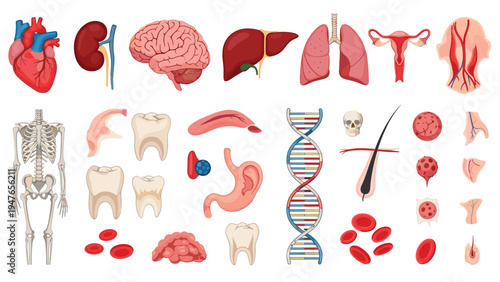 Vast collection of human internal organs, skeletal structure, DNA, and various anatomical diagrams isolated on a white background.