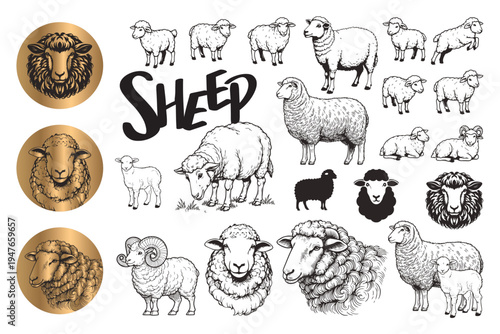 Vector sheep, black line art, in various poses.