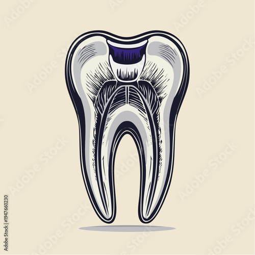 Anatomical illustration of a human tooth cross-section, showcasing internal dental structure and anatomy