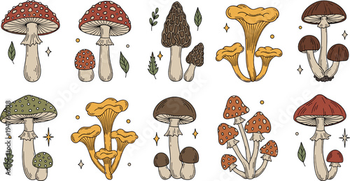 Hand Drawn Mushroom Vector Collection with Forest Fungi Toadstools Morel Chanterelle Nature Botanical Illustration Set