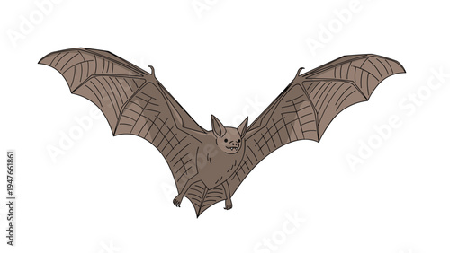 Detailed illustration of a brown fruit bat in mid flight with its large leathery wings fully extended across the frame.