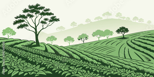 A green tea plantation with trees on a hillside Vector