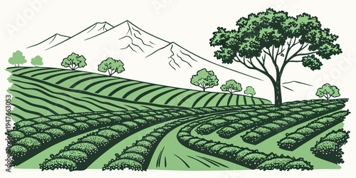A green tea plantation with a large tree Vector