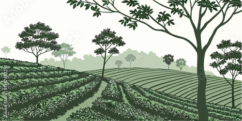 A green tea plantation with trees on a hill Vector
