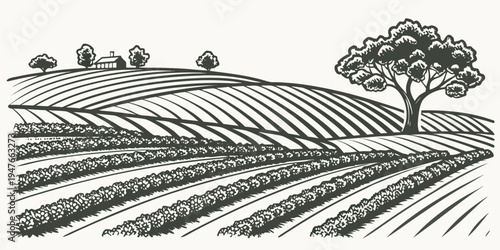 Vineyard with rows of grapevines and a tree Vector