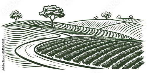 A green landscape with a winding road through vineyards Vector