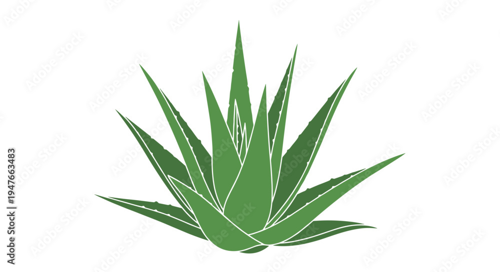 Fototapeta premium Green aloe vera plant with thick spiky leaves representing health beauty skincare and natural medicine for wellness themed projects.