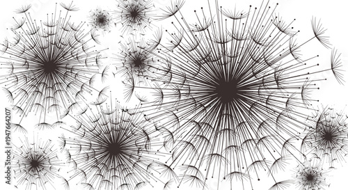 Detailed black and white illustration of several dandelion clocks with seeds being blown away on a plain white background.